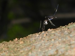 Toxorhynchites splendens