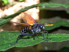 Protomydas rubidapex