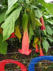 Brugmansia