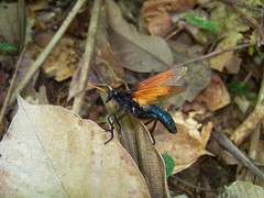 Protomydas rubidapex