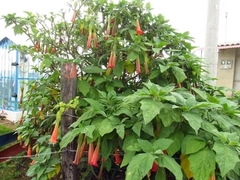 Brugmansia