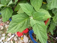 Brugmansia