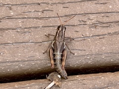 Melanoplus adapi