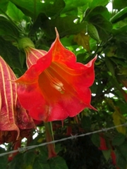 Brugmansia