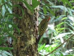 Melanerpes striatus