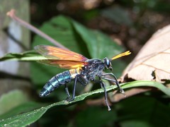 Protomydas rubidapex