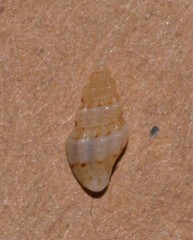 Turridae