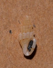 Turridae