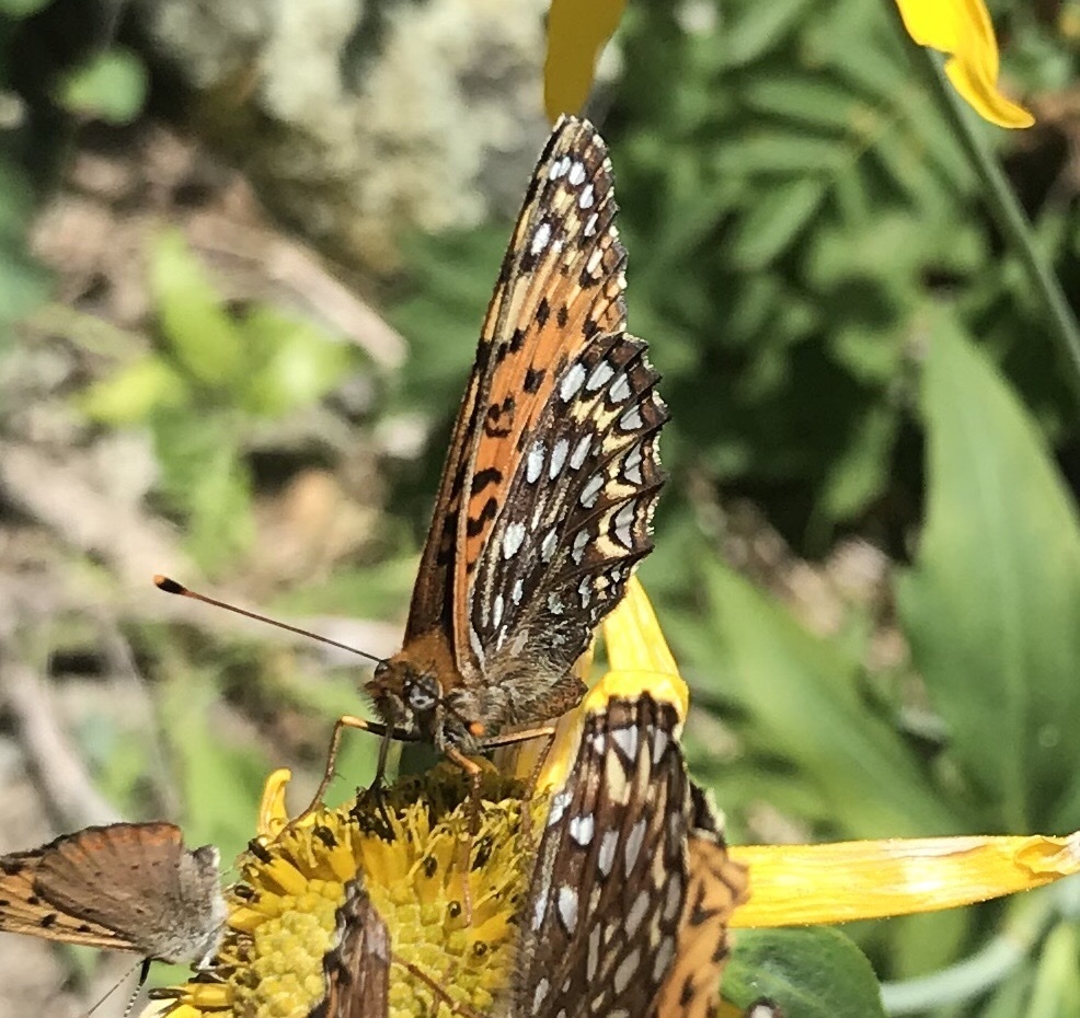 'Hesperis' Atlantis Fritillary