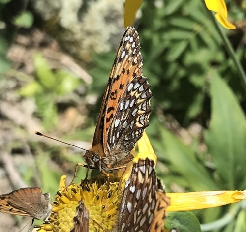 'Hesperis' Atlantis Fritillary