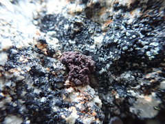 Protoparmelia