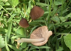 Psathyrella subsingeri