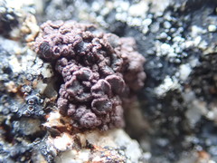 Protoparmelia