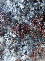 Protoparmelia