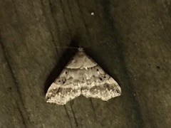 Phalaenophana pyramusalis