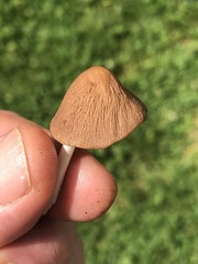 Psathyrella subsingeri