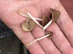 Psathyrella subsingeri