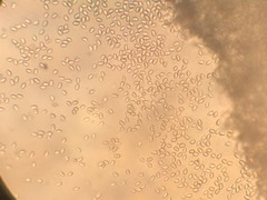 Psathyrella subsingeri