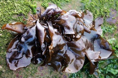 Mazzaella laminarioides