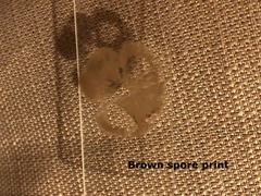 Psathyrella subsingeri