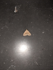 Phalaenostola metonalis