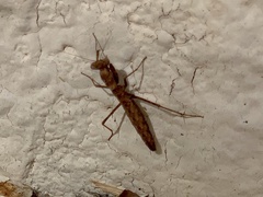 Litaneutria skinneri