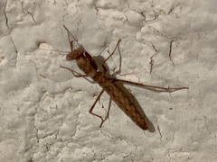 Litaneutria skinneri