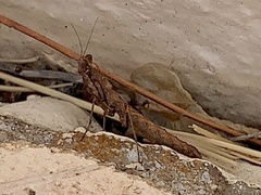 Litaneutria skinneri