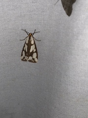 Haploa confusa