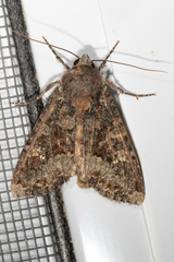 Apamea amputatrix