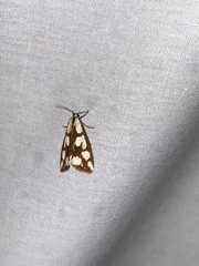 Haploa confusa