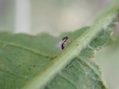 Synergini