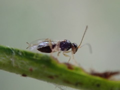 Synergini