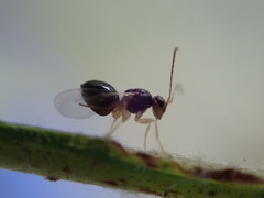 Synergini