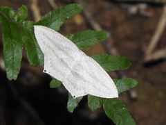 Acropteris ciniferaria