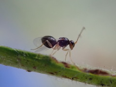 Synergini