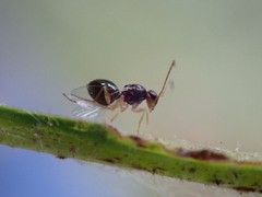 Synergini