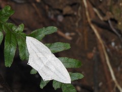 Acropteris ciniferaria