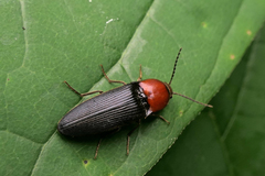 Ampedus rubricollis
