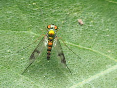 Condylostylus scaber