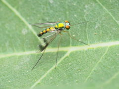 Condylostylus scaber