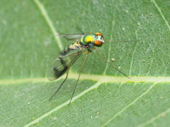 Condylostylus scaber