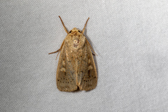 Leucania pseudargyria