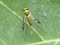 Condylostylus scaber