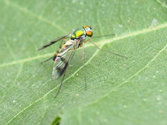 Condylostylus scaber