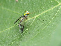 Condylostylus scaber