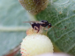 Synergini