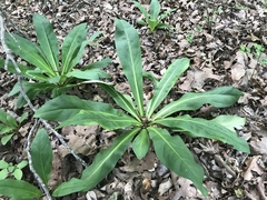 Frasera caroliniensis