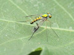 Condylostylus scaber