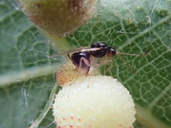Synergini